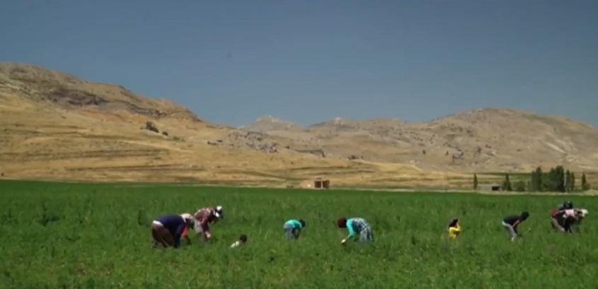 آیا کشت ماری‌جوانا اقتصاد لبنان را شفا می‌دهد؟