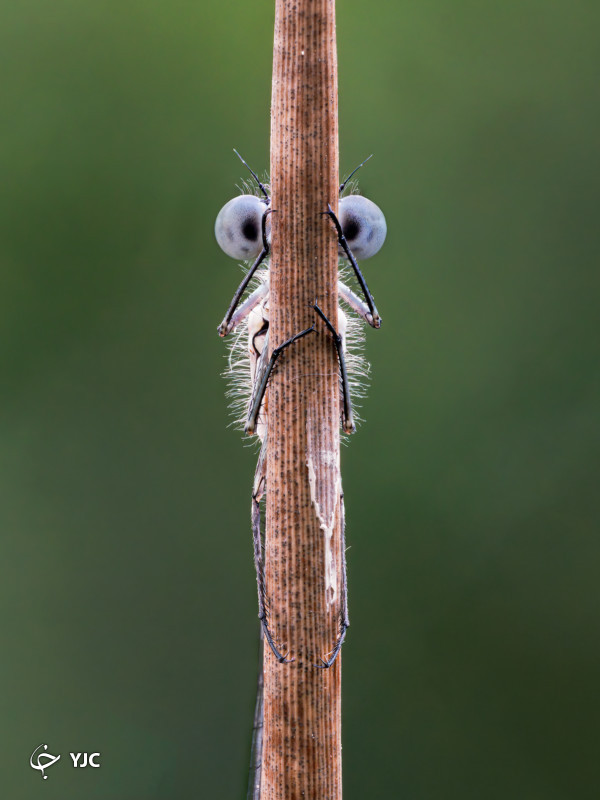 برترین تصاویر کمدی حیات وحش سال ۲۰۲۰ معرفی شدند|خبر فوری