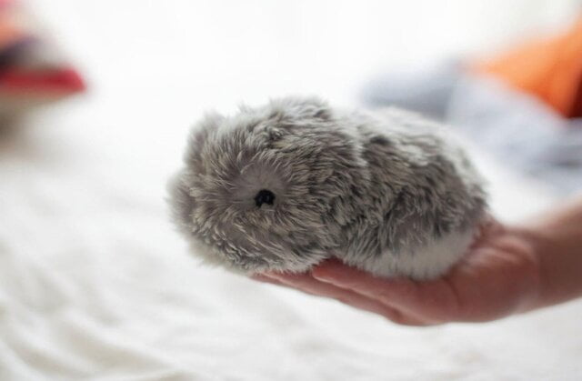 رونمایی از حیوان خانگی رباتیک بامزه|خبر فوری