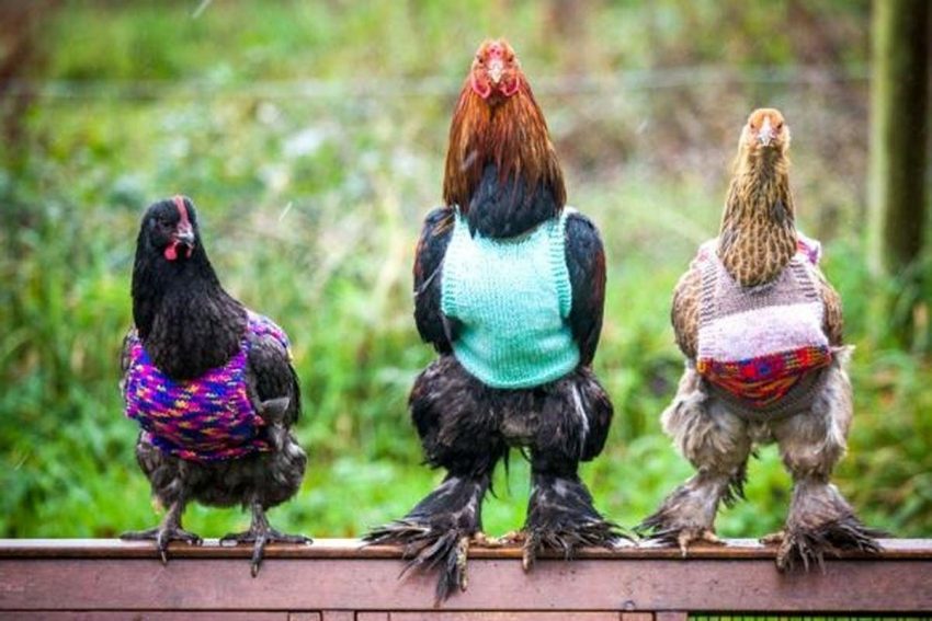 همسایه زبان نفهم و خروس بی محل!