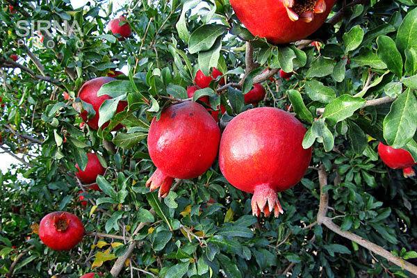 انار اشتباهی نخورید