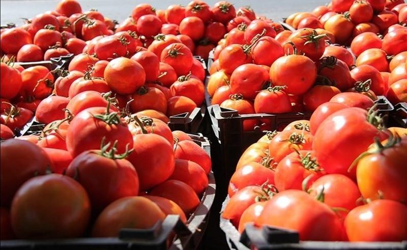 قیمت گوجه به ۴هزار تومان میرسد