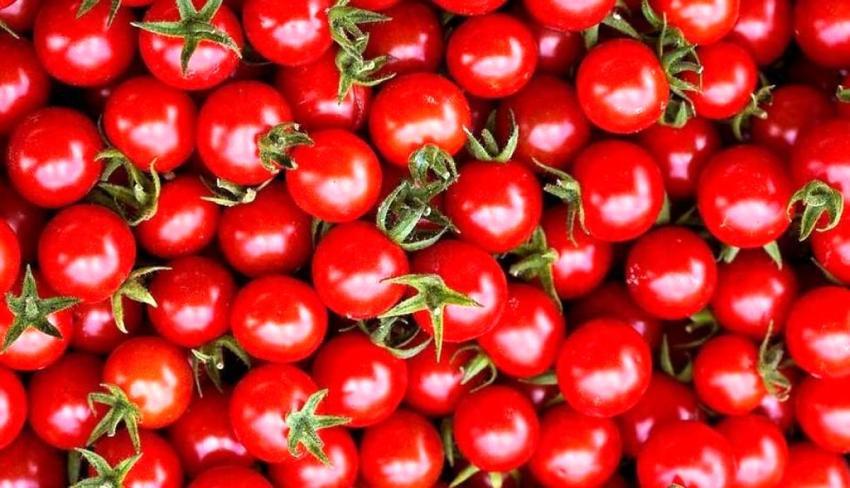 معجزه گوجه فرنگی در ترمیم ریه